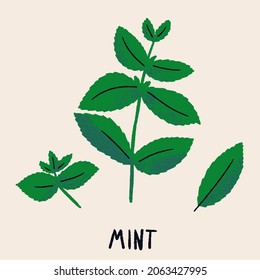Mint branch and leaves. Herb isolated vector illustration in hand drawn flat style. Food magazine illustration