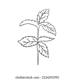 Mint branch, leaves isolated on white, Hand drawn vector spicy herb, Doodle cooking ingredient delicate line art peppermint for design natural cosmetic, organic medicine, herbal tea package