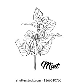 Mint Branch Monochrome Engraving. Tea Herb Sketch. Isolated Hand Drawn Sketch Drawing Peppermint Illustration or Spearmint Botany Plant. Herbal Medicine and Aromatherapy Design on the White Background