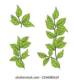 Mint branch vector stock illustration. Elements of the horizontal border. Leaves and stem. Isolated on a white background.