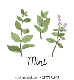 Mint branches with flowers and leaves hand drawn flat illustrations. With the inscription. Vector isolated on white.