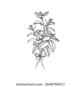 Mint branches tied with rope. Vector illustration hand drawn with ink and isolated on white background. Object for label design