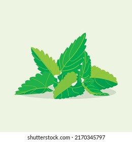 mint bush. Flat design vector illustration of mint on green background