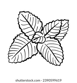 Mint bush. Vector illustration in doodle style