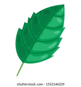 Mint cartoon green leaf isolated on white background. Vector illustration for any design.