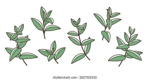 Mint. Different types of branch. Simple contour vector illustration for packaging, corporate identity, labels, postcards, invitations.