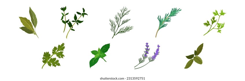 Mint, Dill, Rosemary and Oregano Branch as Kitchen Potherbs Vector Set