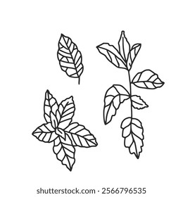 Mint doodle culinary herb. Vector hand drawn illustration isolated on white background.