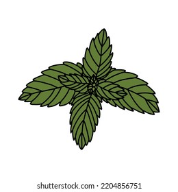 mint doodle icon, vector illustration