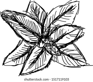 Mint drawing, illustration, vector on white background.