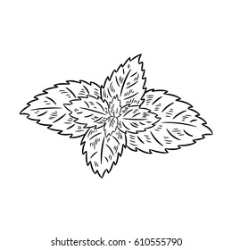 Mint drawing. Isolated on white background. Hand drawn in a graphic style. Detailed vegetarian food. Great for menu, label, poster, print.