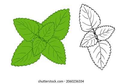 dibujo de menta. Conjunto de boceto de planta aromática de menta, vista superior verde, contorno negro aislado sobre blanco para una plantilla de diseño