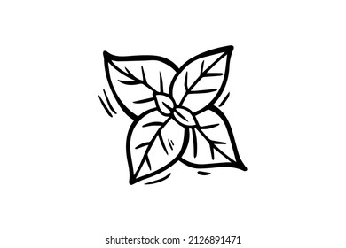 Mint is drawn with a black outline. Vector graphics, sketch