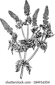  mint engraving