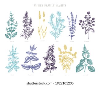 Mint family plants illustrations in color. Hand-sketched aromatic materials and medicinal herbs. Botanical design elements. Herbal tea ingredients. Mints in vintage style for perfumery and cosmetics