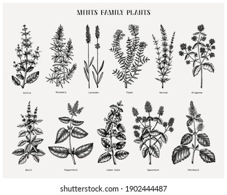 Mint family plants illustrations. Hand sketched aromatic and medicinal herb Botanical design elements. Herbal tea ingredients. Mints in vintage style. Perfect for recipe, label, packaging. 