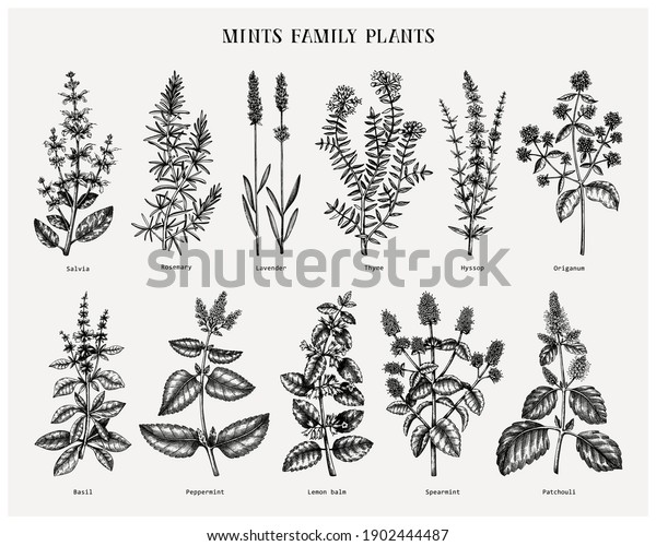 Mint family plants illustrations. Hand sketched aromatic\
and medicinal herb Botanical design elements. Herbal tea\
ingredients. Mints in vintage style. Perfect for recipe, label,\
packaging. 