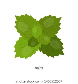Mint flat vector illustration with calligraphy. Aromatic bitter spice, delicious desserts ingredient. Fragrant plant, natural product