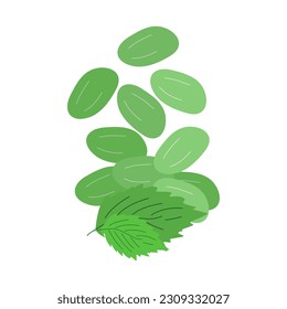 Mint flavor chewing gum. Fresh breath, hygiene. Falling mint drops. Vector flat illustration.