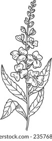 Mint flower sketch. Hand drawn botany. Herb drawing