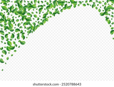 Mint Foliage Abstract Vector Transparent Background. Nature Leaves Branch. Swamp Greens Falling Backdrop. Leaf Swirl Plant.