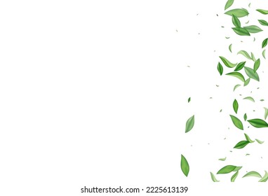 Mint Foliage Blur Vector White Background Template. Fresh Greens Banner. Lime Leaf Motion Illustration. Leaves Realistic Plant.