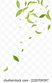 Mint Foliage Ecology Vector Transparent Background Backdrop. Forest Leaves Pattern. Swamp Greens Flying Brochure. Leaf Realistic Banner.