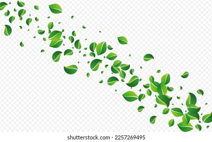 Mint Foliage Falling Vector Transparent Background. Fresh Leaf Design. Forest Leaves Transparent Template. Greens Spring Brochure.