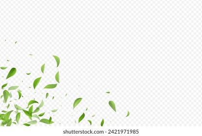 Mint Foliage Falling Vector Transparent Background Illustration. Blur Leaves Wallpaper. Grassy Greens Tree Plant. Leaf Realistic Branch.