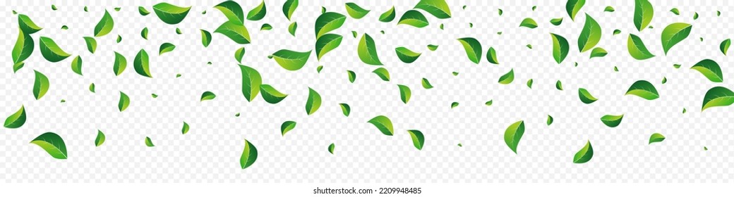 Mint Foliage Fly Vector Panoramic Transparent Background. Swirl Leaf Plant. Olive Leaves Transparent Template. Greens Flying Pattern.