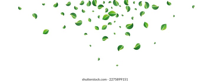 Mint Foliage Fly Vector Panoramic White Background. Flying Greens Poster. Swamp Leaf Tree Border. Leaves Swirl Pattern.
