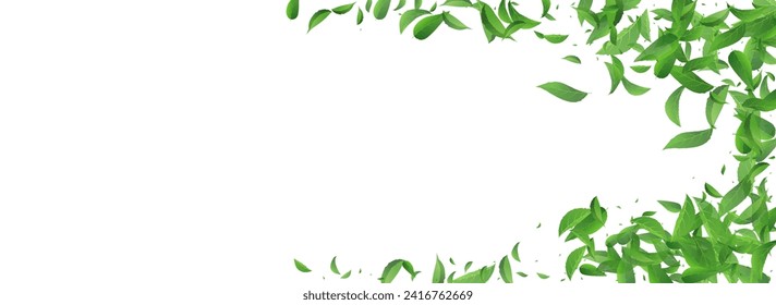 Mint Foliage Fly Vector Panoramic White Background Brochure. Falling Greens Plant. Lime Leaves Spring Branch. Leaf Fresh Template.