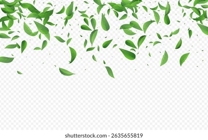 Mint Foliage Fly Vector Transparent Background Banner. Falling Leaf Illustration. Forest Leaves Flying Border. Greens Blur Pattern.