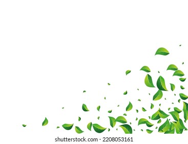 Mint Foliage Fly Vector White Background. Herbal Leaf Concept. Forest Greens Realistic Branch. Leaves Falling Poster.
