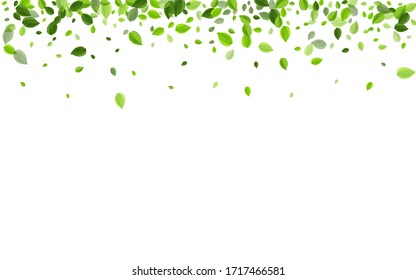 Mint Foliage Flying Vector Design. Transparent Leaf Template. Grassy Greens Abstract Background. Leaves Forest Plant.