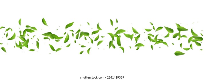 Mint Foliage Flying Vector Panoramic White Background Illustration. Tree Leaf Pattern. Green Greens Swirl Design. Leaves Fresh Border.