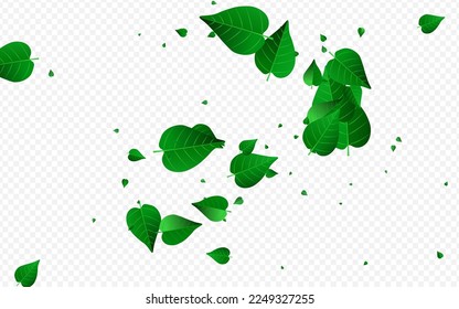Mint Foliage Flying Vector Transparent Background Pattern. Wind Greens Branch. Lime Leaves Herbal Backdrop. Leaf Forest Brochure.