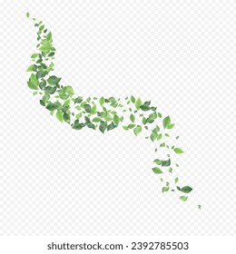 Mint Foliage Flying Vector Transparent Background Brochure. Swirl Greenery Design. Swamp Leaf Fresh Poster. Leaves Ecology Branch.