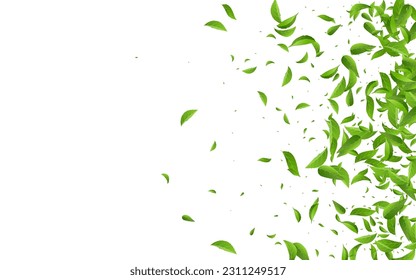 Mint Foliage Flying Vector White Background Wallpaper. Spring Leaves Banner. Olive Greens Falling Branch. Leaf Organic Brochure.