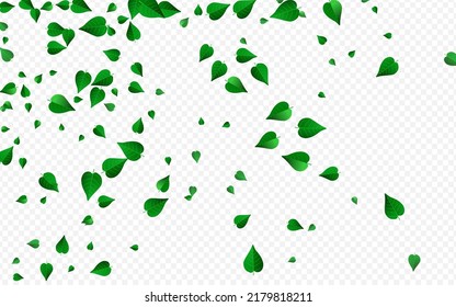 Mint Foliage Forest Vector Transparent Background Branch. Tea Leaves Template. Olive Leaf Spring Illustration. Greens Nature Banner.