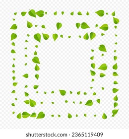 Mint Foliage Forest Vector Transparent Background Branch. Nature Greens Banner. Olive Leaves Blur Concept. Leaf Motion Illustration.