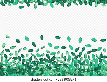 Minzfolien Frische Vektortransparente Hintergrundkonzeption. Teeleaf-Illustration. Waldgrüne fliegen Banner. Verlässt Ökologie-Abteilung.
