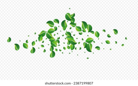 Mint Foliage Fresh Vector Transparent Background. Fly Leaf Illustration. Forest Greens Nature Banner. Leaves Tea Pattern.