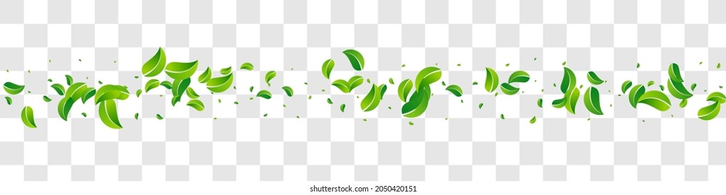 Mint Foliage Herbal Vector Panoramic Transparent Background Plant. Realistic Leaf Wallpaper. Forest Greens Motion Branch. Leaves Swirl Border.