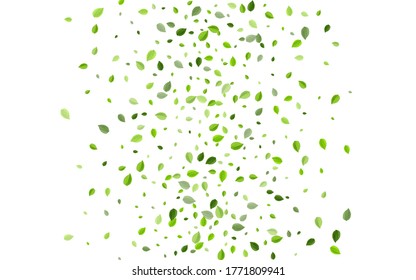 Mint Foliage Herbal Vector Poster. Ecology Leaves Backdrop. Forest Leaf Fly Concept. Greens Nature Border.