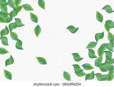 Mint Foliage Herbal Vector Transparent Background Poster. Falling Greenery Plant. Lime Leaves Wind Pattern. Leaf Realistic Design.