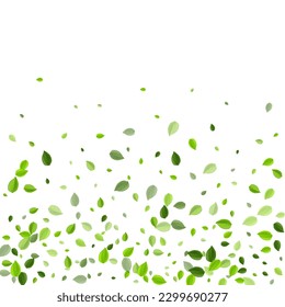 Mint Foliage Motion Vector Border. Forest Leaves Illustration. Swamp Greens Falling Plant. Leaf Realistic Poster.