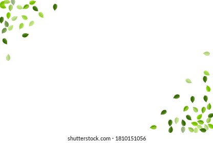 Mint Foliage Motion Vector Plant. Nature Leaves Banner. Olive Greens Organic Pattern. Leaf Transparent Background.