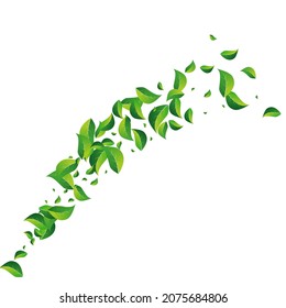 Mint Foliage Motion Vector White Background. Realistic Greens Plant. Grassy Leaf Swirl Template. Leaves Nature Pattern.