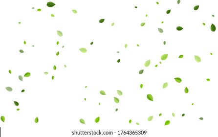 Mint Foliage Nature Vector Banner. Abstract Leaf Branch. Olive Leaves Tea Border. Greens Transparent Backdrop.